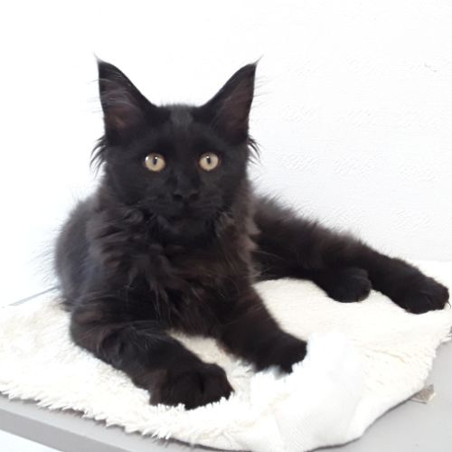 Chaton de race maine coon avec pedigree #6