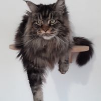 Chaton de race maine coon avec pedigree #2