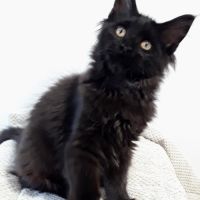 Chaton de race maine coon avec pedigree