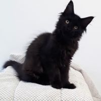 Chaton de race maine coon avec pedigree #5