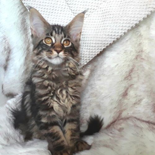 Anabel chaton femelle maine coon avec pedigree