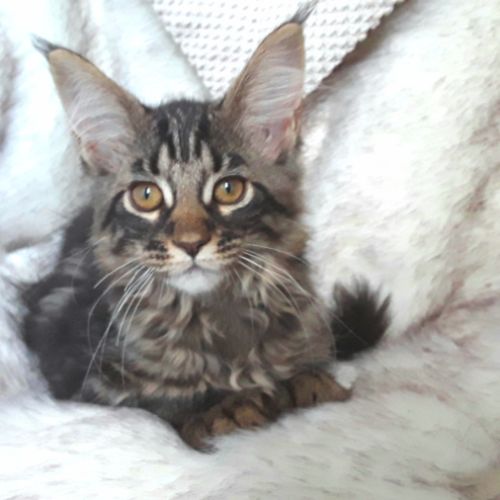 Anabel chaton femelle maine coon avec pedigree #3