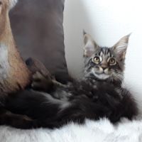 Anabel chaton femelle maine coon avec pedigree #1
