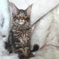Anabel chaton femelle maine coon avec pedigree