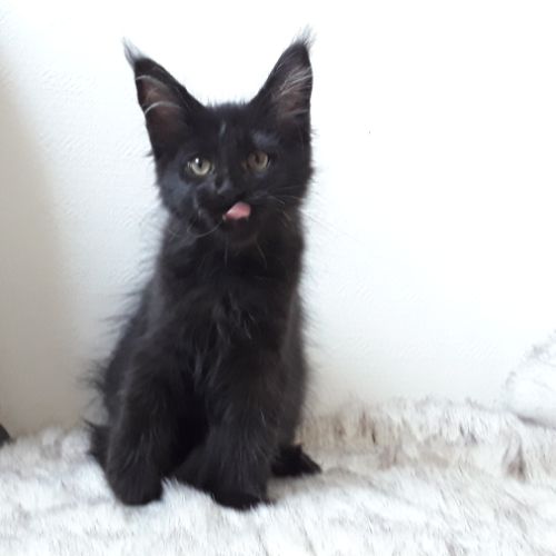 Arizona femelle chaton de race mainecoon