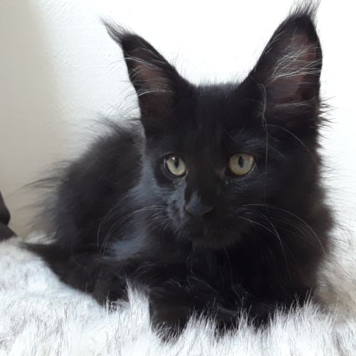 Arizona femelle chaton de race mainecoon #3