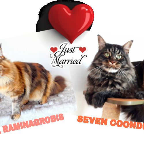 Arizona femelle chaton de race mainecoon #4