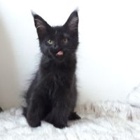 Arizona femelle chaton de race mainecoon