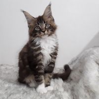 Aladin chaton mâle avec pedigree