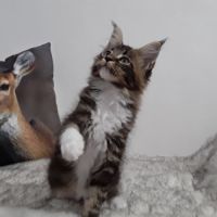 Aladin chaton mâle avec pedigree #2