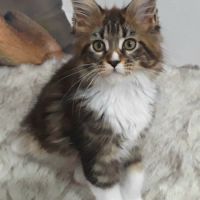 Alva chaton femelle maine coon avec pedigree #1