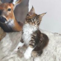 Alva chaton femelle maine coon avec pedigree #2