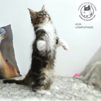 Alva chaton femelle maine coon avec pedigree