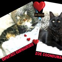 Alva chaton femelle maine coon avec pedigree #4