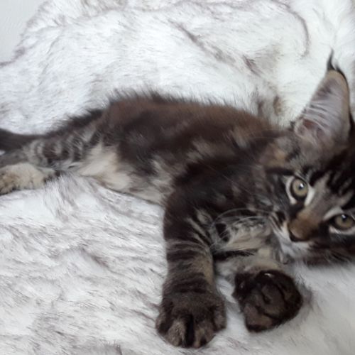 Aloa chaton de race maine coon avec pedigree #1