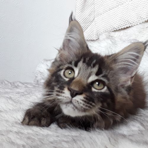 Aloa chaton de race maine coon avec pedigree #3