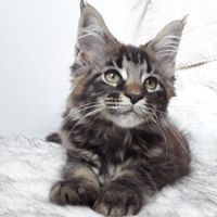 Aloa chaton de race maine coon avec pedigree
