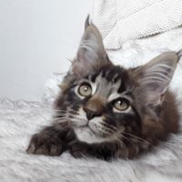 Aloa chaton de race maine coon avec pedigree #3
