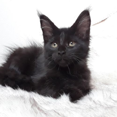 Arizona chaton maine coon avec pedigree