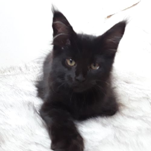 Arizona chaton maine coon avec pedigree #3