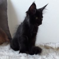Arizona chaton maine coon avec pedigree #1