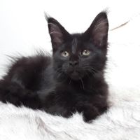 Arizona chaton maine coon avec pedigree