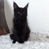 Arizona chaton maine coon avec pedigree #4