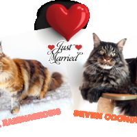 Arizona chaton maine coon avec pedigree #6