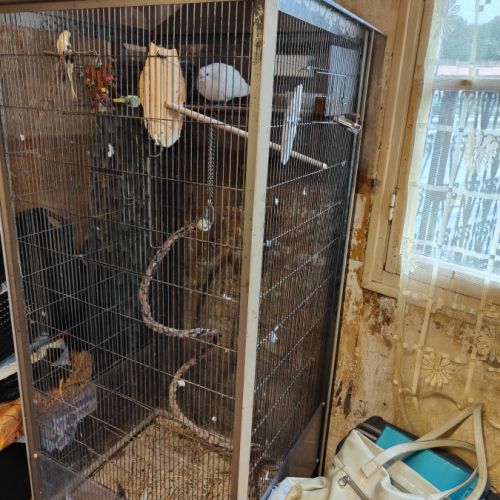 Donne une colombe avec sa cage #1