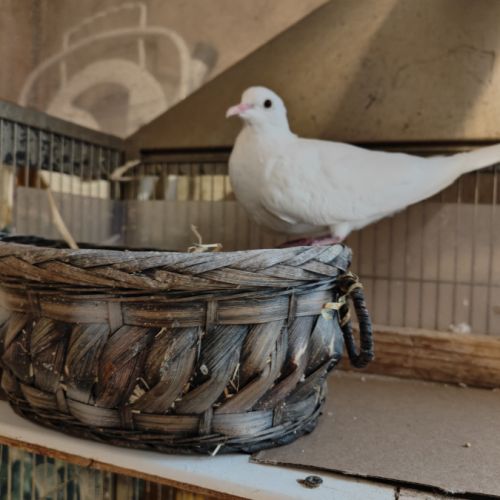 Donne une colombe avec sa cage