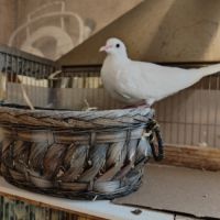 Donne une colombe avec sa cage