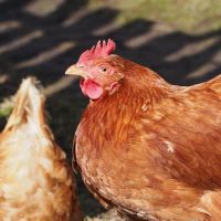 Couple de poules rousses jeunes