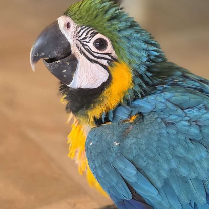 Perroquet ara bleu #1