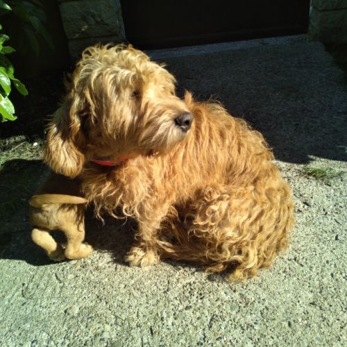 Chiots mâles basset fauve de bretagne #1