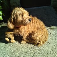 Chiots mâles basset fauve de bretagne #1