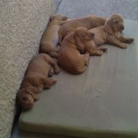 Chiots mâles basset fauve de bretagne #0