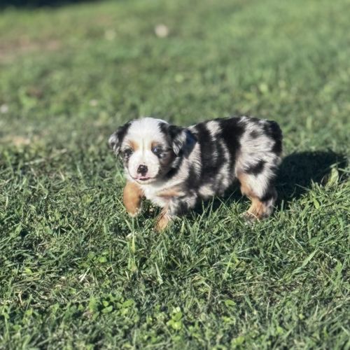 Chiot berger américain miniature #2