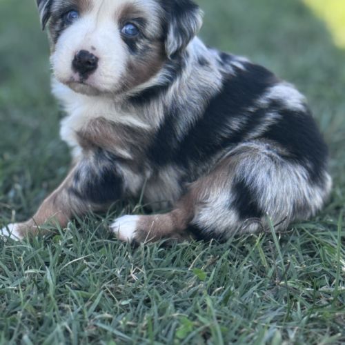 Chiot berger américain miniature #3