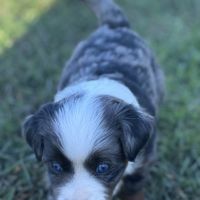 Chiot berger américain miniature