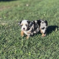 Chiot berger américain miniature #2