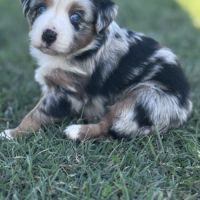 Chiot berger américain miniature #3