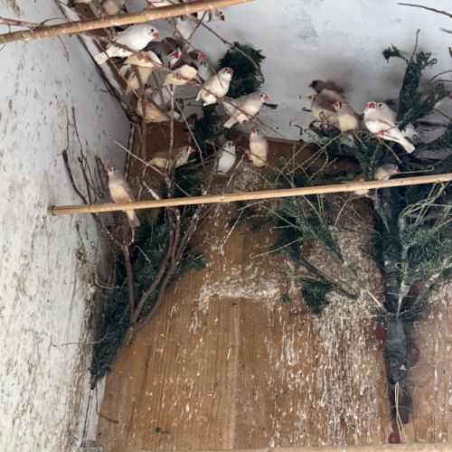 Mandarin à vendre #1