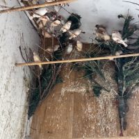 Mandarin à vendre #1