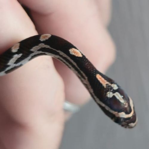 Serpents des blés 2025