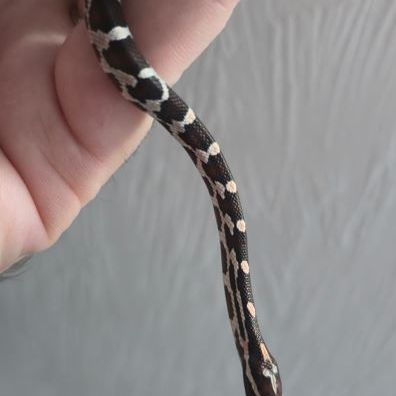 Serpents des blés 2025 #2