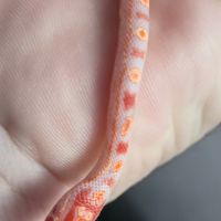 Serpents des blés 2025 #3