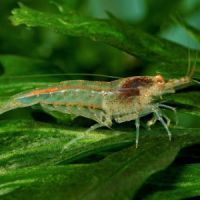 Neocardinira heteropoda