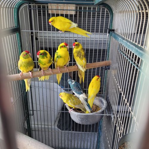 Perruche kakariki #1