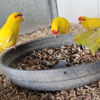 Perruche kakariki #0