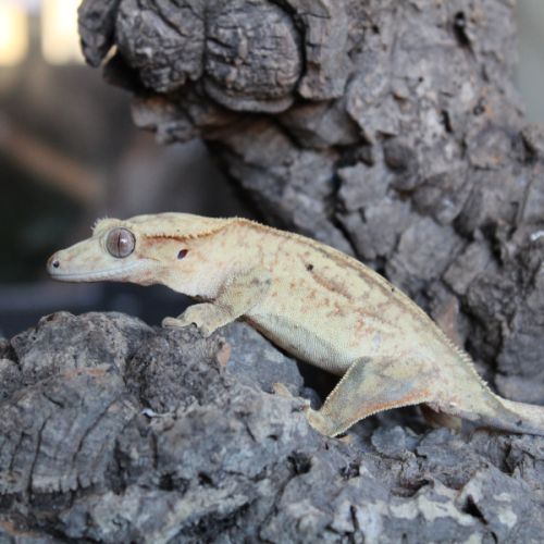 Gecko a crête femelle #0